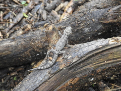 Phyllodactylus reissii