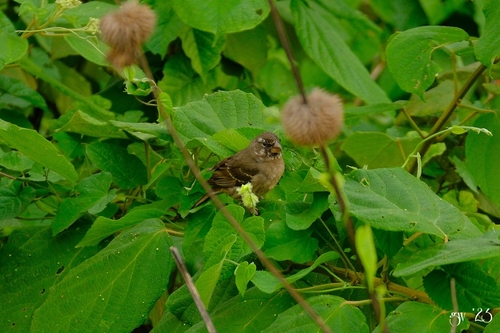 Thick-billed Seedeater (Crithagra burtoni), photo 2