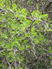 Ziziphus lotus