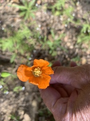Papaver californicum