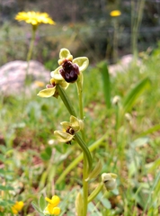 Ophrys bombyliflora