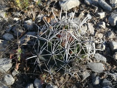 Coryphantha salinensis