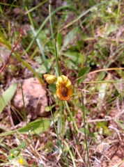 Ophrys lutea lutea