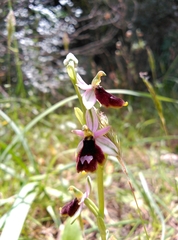 Ophrys bertolonii balearica
