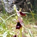 Ophrys bertolonii balearica - Photo (c) strenado, algunos derechos reservados (CC BY-NC)