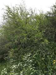 Ziziphus lotus