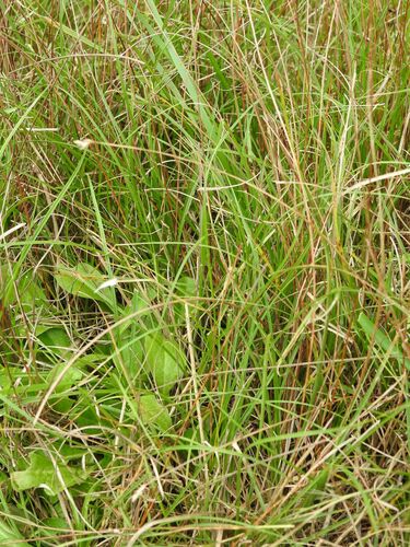 Image of Carex divisa by (c) Yves Bas, some rights reserved (CC BY)