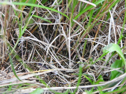Image of Carex divisa by (c) Yves Bas, some rights reserved (CC BY)