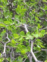 Ziziphus lotus