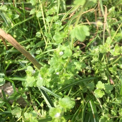 Veronica hederifolia-sublobata-triloba