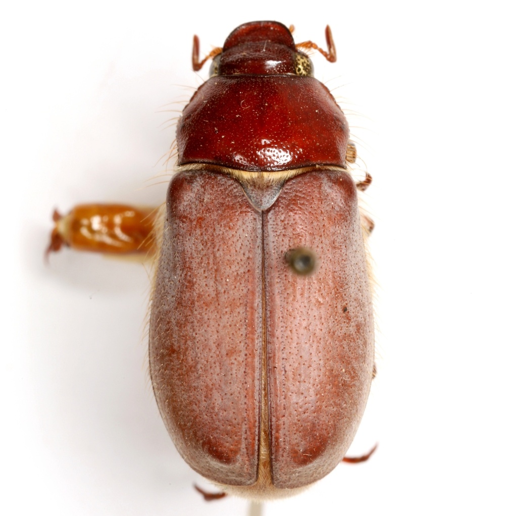 Phyllophaga bottimeri