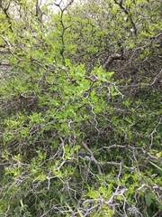 Ziziphus lotus