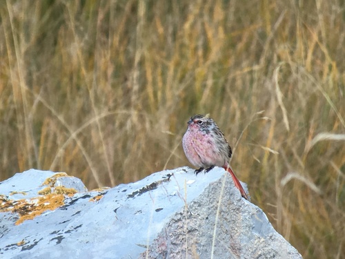 Przevalski's Pinktail