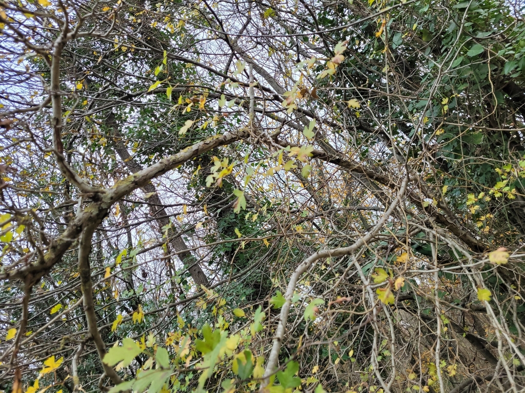 Crataegus pentagyna; photograph (c) Konshau Duman, some rights reserved (CC BY)