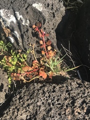 Trianthema portulacastrum