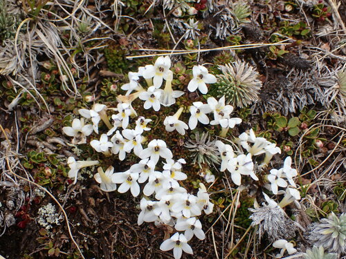 Euphrasia integrifolia observed 2023-12-22