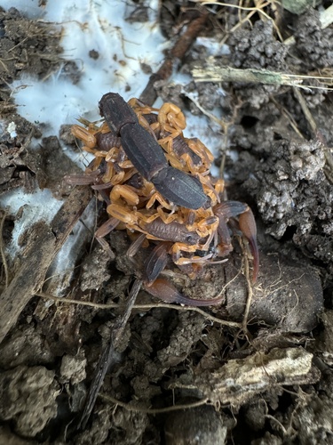 Tityus bahiensis photo 5