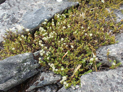 Murrell's Veronica (Veronica murrellii)