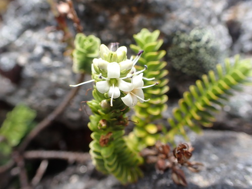 Image of Veronica murrellii by (c) Leon Perrie, some rights reserved (CC BY)