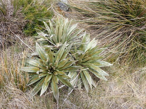 Celmisia coriacea, photograph 5