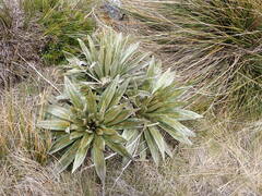 Celmisia coriacea, photograph (c) Leon Perrie, some rights reserved (CC BY)