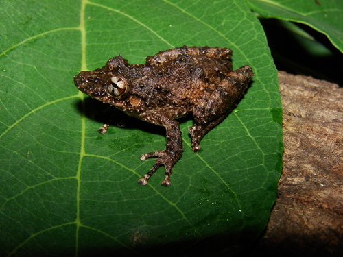 Palmeiras Snouted Tree Frog, Scinax constrictus