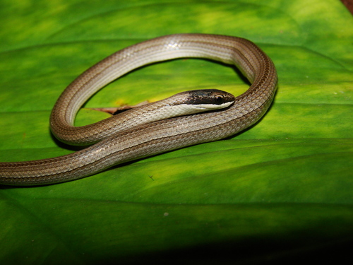Psomophis joberti