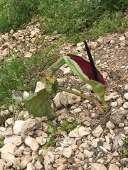 Arum palaestinum
