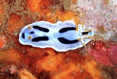 Chromodoris alcalai