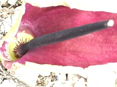 Arum palaestinum
