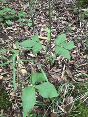 Arisaema triphyllum