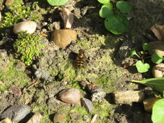 Parasyrphus punctulatus