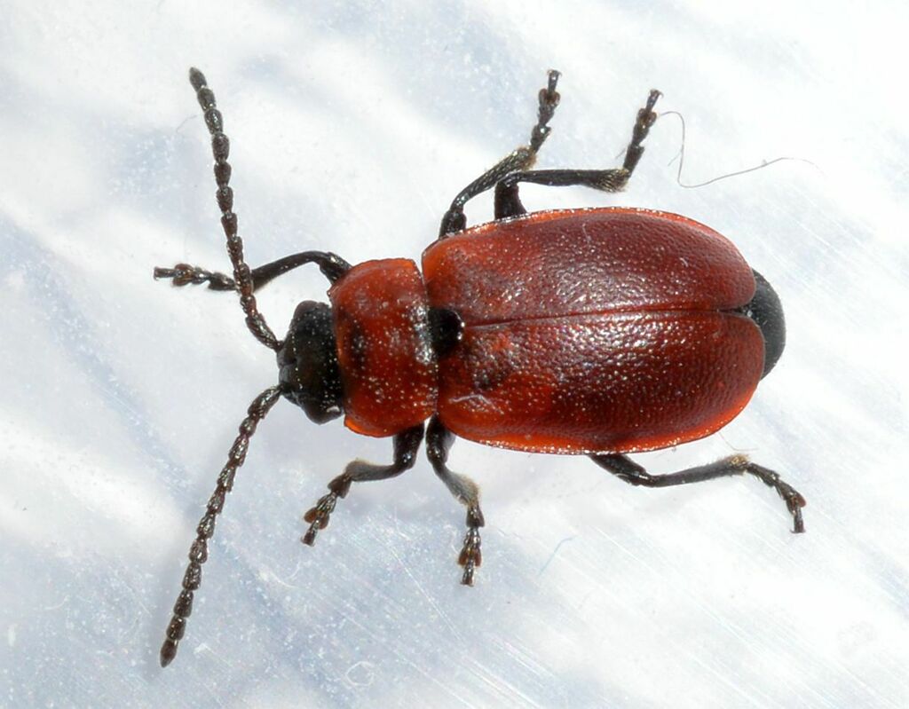 Galeruca melanocephala