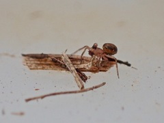 Minicia marginella
