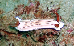 Hypselodoris emma
