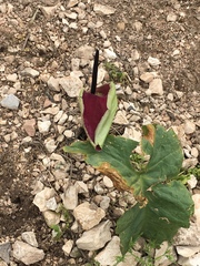 Arum palaestinum