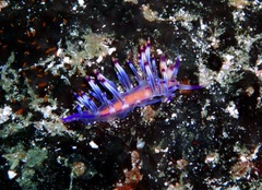 Coryphellina lotos