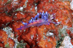 Coryphellina lotos