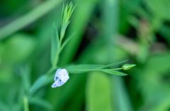Linum bienne