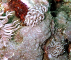 Phyllodesmium briareum