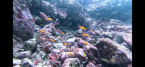 Pseudanthias regalis observed 2023-12-17