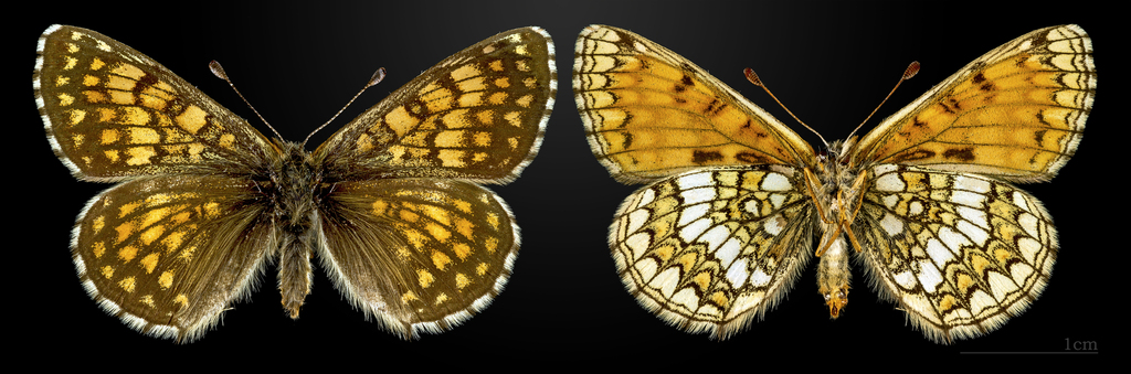 Mellicta varia