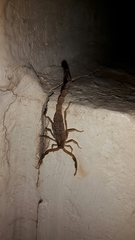 Uroplectes triangulifer