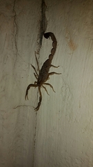 Uroplectes triangulifer