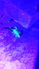 Uroplectes triangulifer