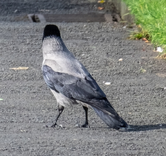 Corvus cornix