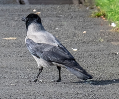 Corvus cornix