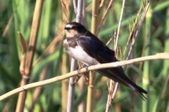 Banded Martin photo 3