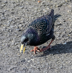 Sturnus vulgaris