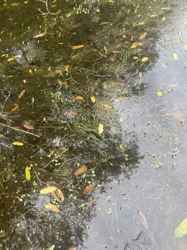 Vallisneria gigantea iNat (3)